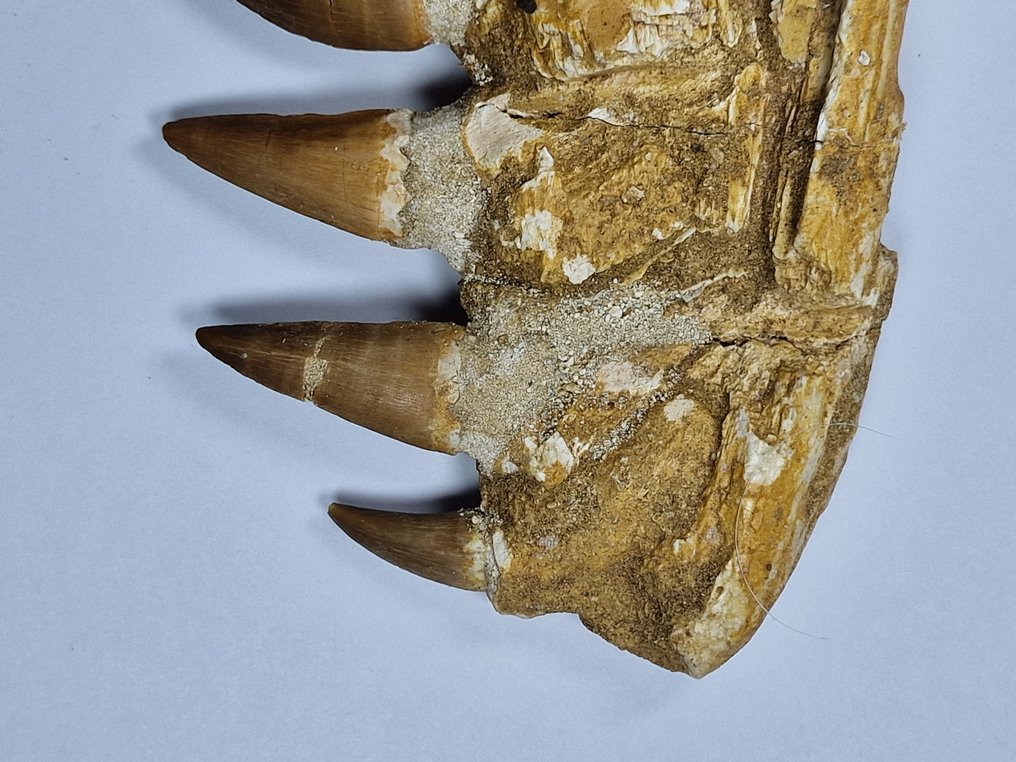 Mosasaur - Fossil tooth - 14 cm #4.3