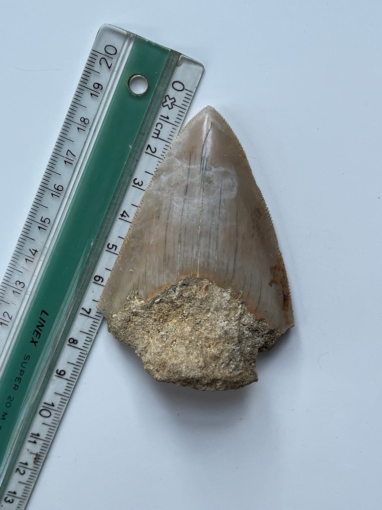 Megalodon tooth 7,7 cm - Fossil tooth - Carcharocles megalodon  (No reserve price) #3.2