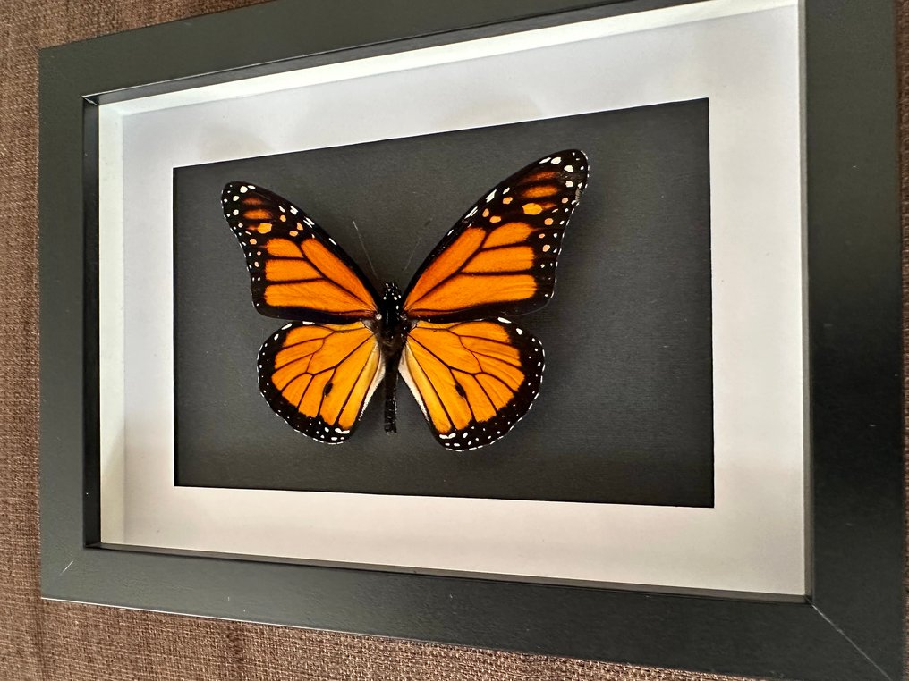 Farfalla Allestimento tassidermico a corpo intero - Papillon Monarque - Danaus Plexippus - 15 cm - 20 cm - 4.5 cm - Specie non CITES #4.3