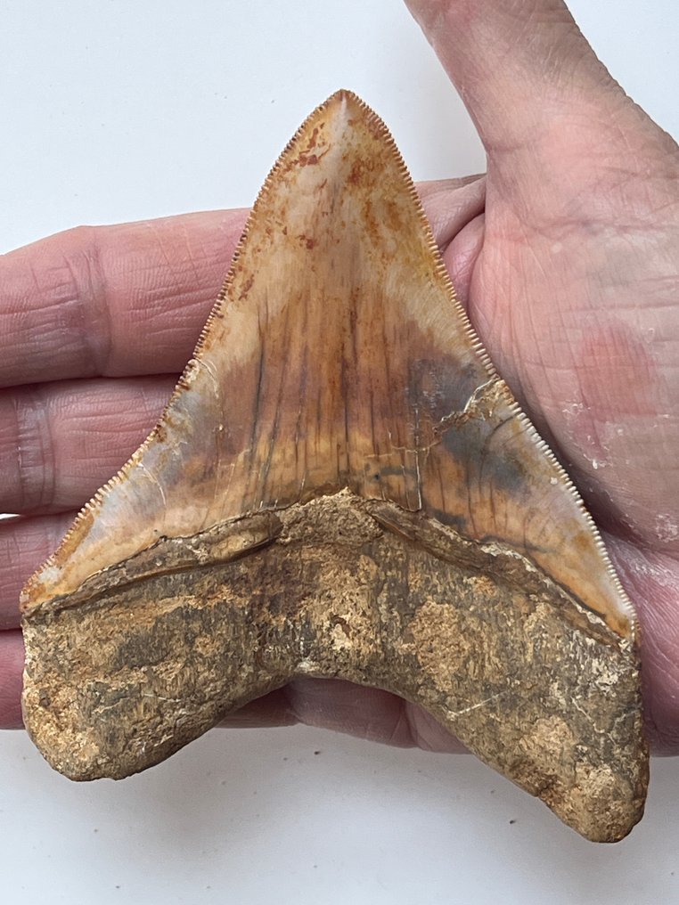 Megalodon tand 11,0 cm - Fossiele tand - Carcharocles megalodon #1.0