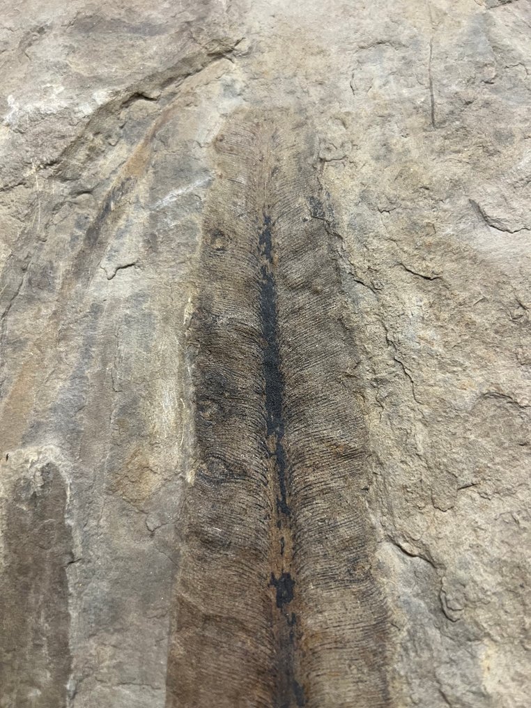 περιπλάσματα απολιθωμάτων - Απολιθωμένο φυτό - Danaeopsis - 26 cm - 40 cm  (χωρίς τιμή ασφαλείας) #3.2