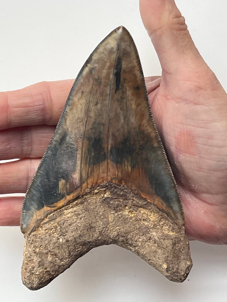 巨型鲨齿 13.5 厳 - 牙齿化石 - Carcharocles megalodon #1.0