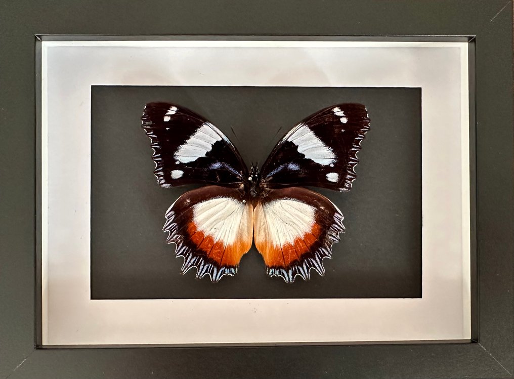 Πεταλούδα Βάση ταρίχευσης ολόκληρου σώματος - Papillon Hypolimnas Dexithea - 15 cm - 20 cm - 4.5 cm - Είδη που δεν ανήκουν στο CITES #1.0