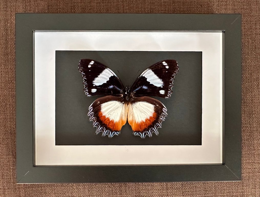 Πεταλούδα Βάση ταρίχευσης ολόκληρου σώματος - Papillon Hypolimnas Dexithea - 15 cm - 20 cm - 4.5 cm - Είδη που δεν ανήκουν στο CITES #2.1