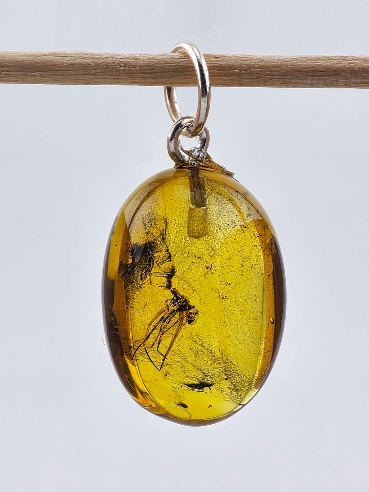 Collector’s BALTIC AMBER Pendant – Mysterious Insect Inclusion – Eocene Fossil Jewelry - Amber (No reserve price) #2.1