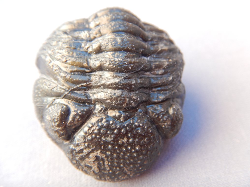 Fossil - Fossil skeleton - Phacops - 6 cm  (No Reserve Price) #1.0