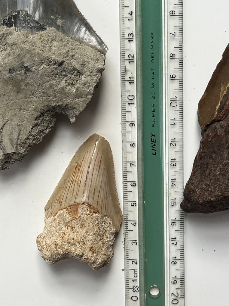 6 δόντια Megalodon μεγέθους από 5 εκ. μέχρι περισσότερο από 12 εκ. - Απολιθωμένο δόντι - Carcharocles megalodon  (χωρίς τιμή ασφαλείας) #2.1