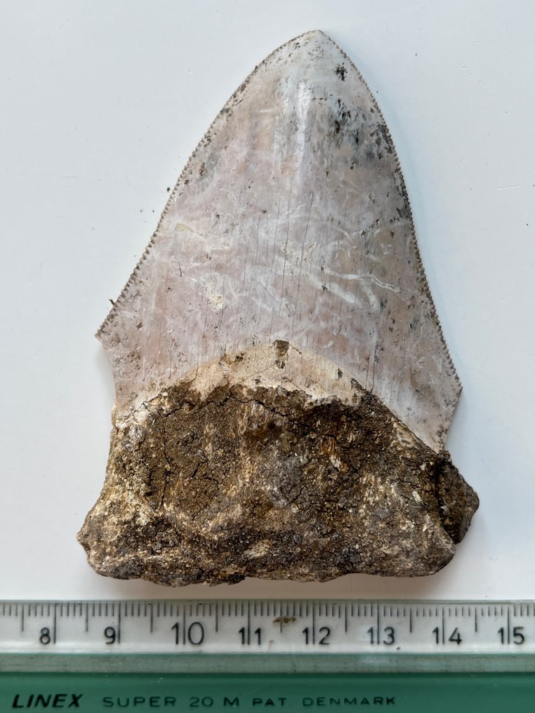 Dente de Megalodon 7,8 cm - Dente fóssil - Carcharocles megalodon  (Sem preço de reserva) #4.3