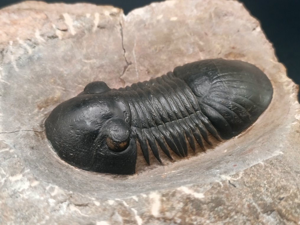 Trilobite - Animale fossilizzato - Paralejurus Hamlagdadicus - 12 cm #3.2