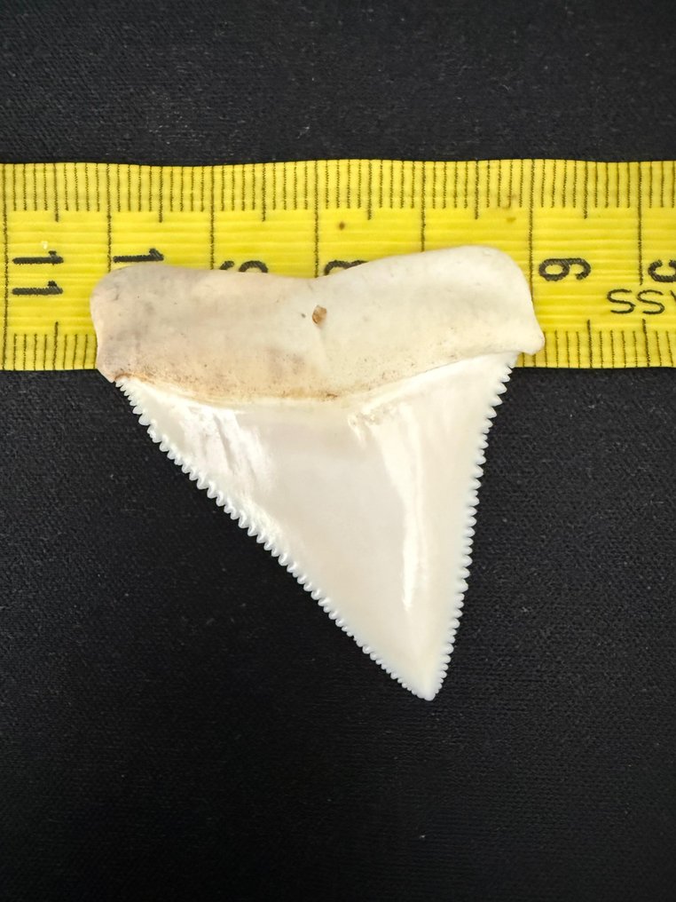 大白鯊 牙齒 - Carcharodon carcharias - 50 mm - 41 mm - 8 mm- CITES 附件2 - 歐盟內附件B -  (1) #4.3