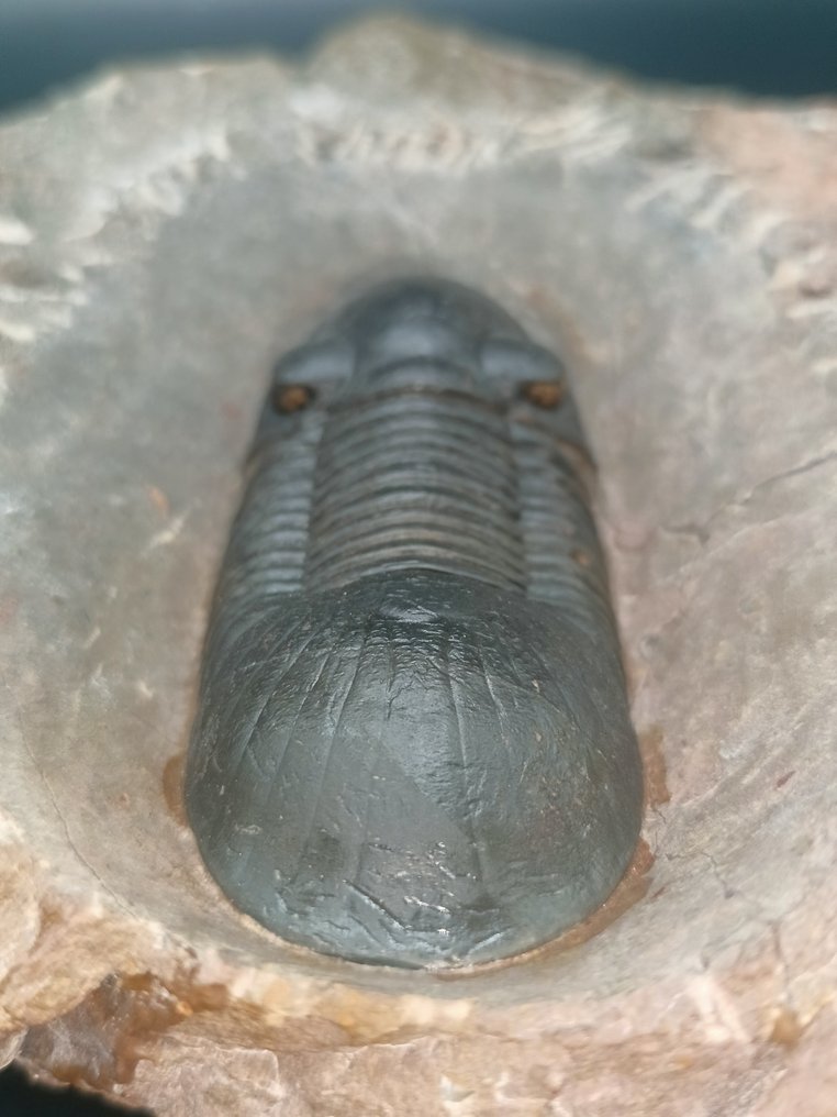 Trilobite - Animale fossilizzato - Paralejurus Hamlagdadicus - 12 cm #4.3