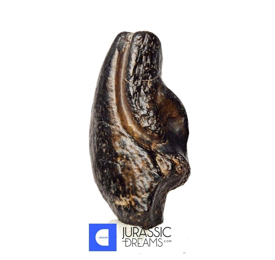 Gheară fosilizată - Top Rare Killer Alvarezsaurid Theropod Dinosaur Claw - Lower Cretaceous Elrhaz Fm #2.1