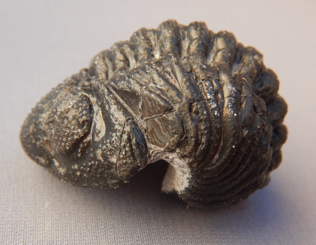 Fossil - Fossil skeleton - Phacops - 6 cm  (No Reserve Price) #1.0