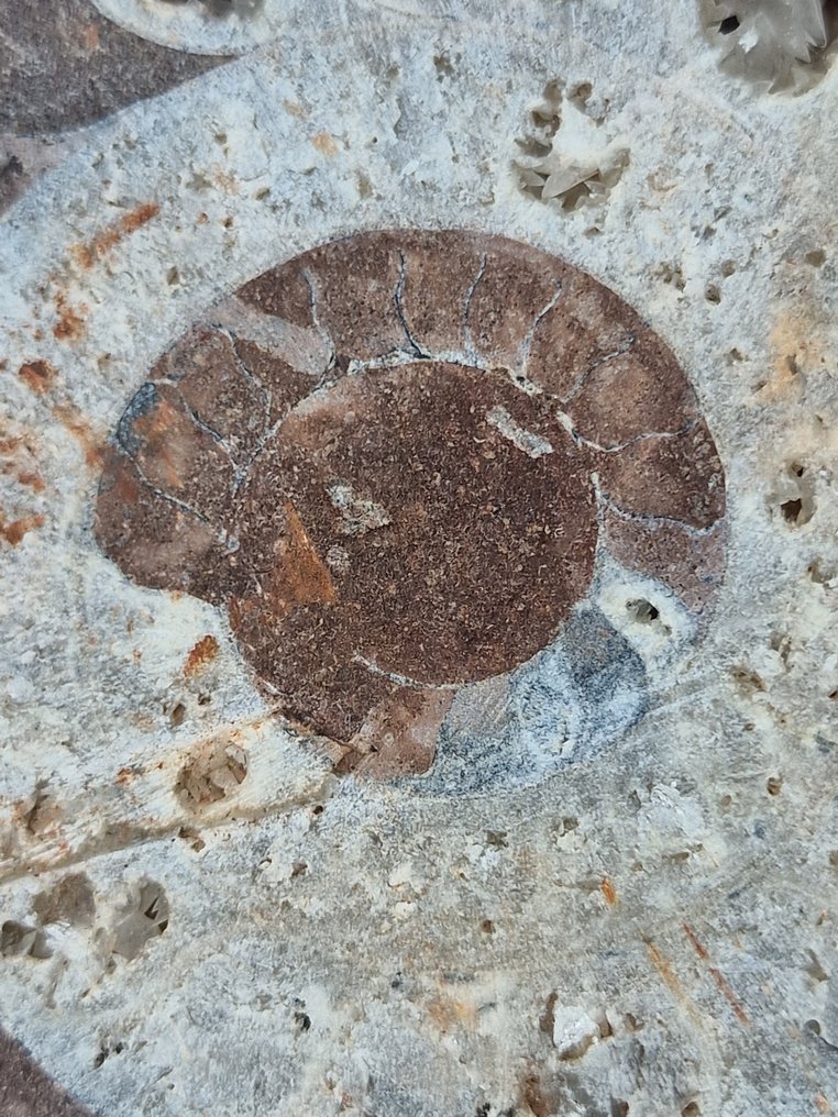 Ammonite - Απολιθωμένο κέλυφος - Aioloceras (Cleoniceras) sp. - 13.5 cm  (χωρίς τιμή ασφαλείας) #1.0