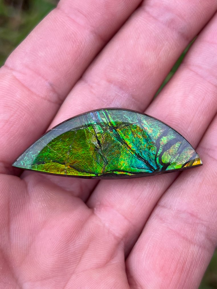 斑彩石 - 化石碎片 - Placenticeras - 4.5 cm - 1.5 cm #2.1