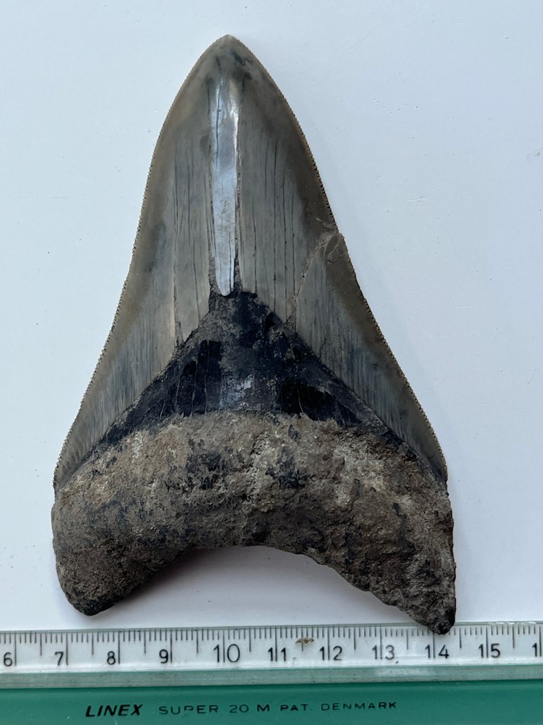 Megalodon tand 11,7 cm - Fossiele tand - Carcharocles megalodon #3.2