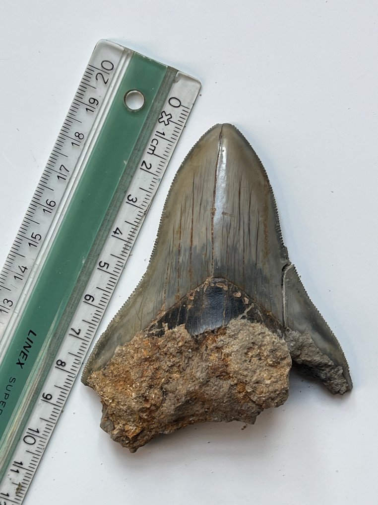 巨齿鲨牙齿 9.5 厘米 - 牙齿化石 - Carcharocles megalodon  (没有保留价) #2.1