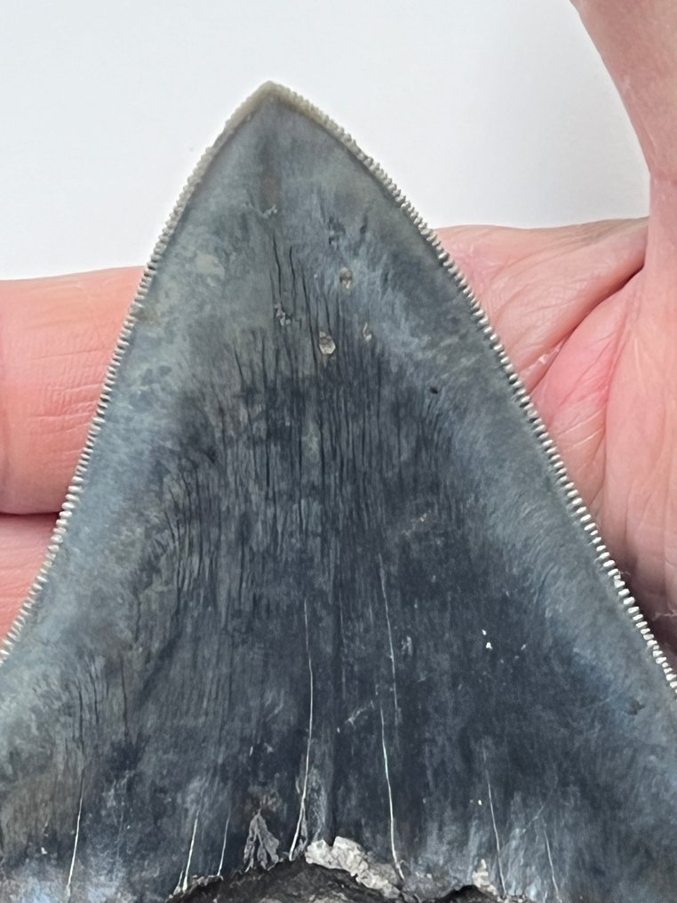 Megalodon fog 11,5 cm - Fosszilis fog - Carcharocles megalodon #2.1