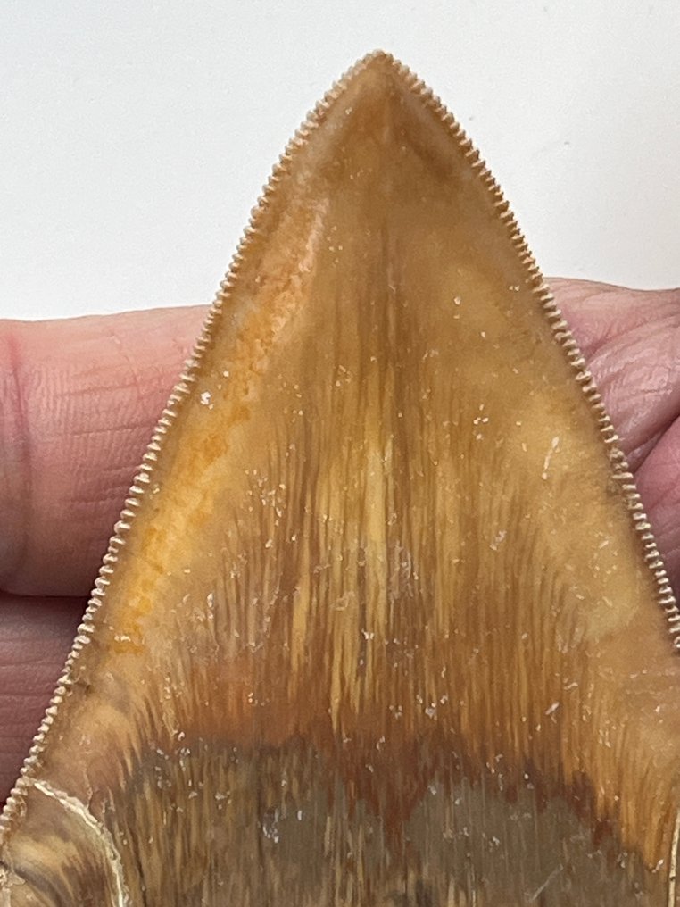 Dinți de Megalodon 12,1 cm - Dinte fosilă - Carcharocles megalodon (Fără preț de rezervă) #1.0