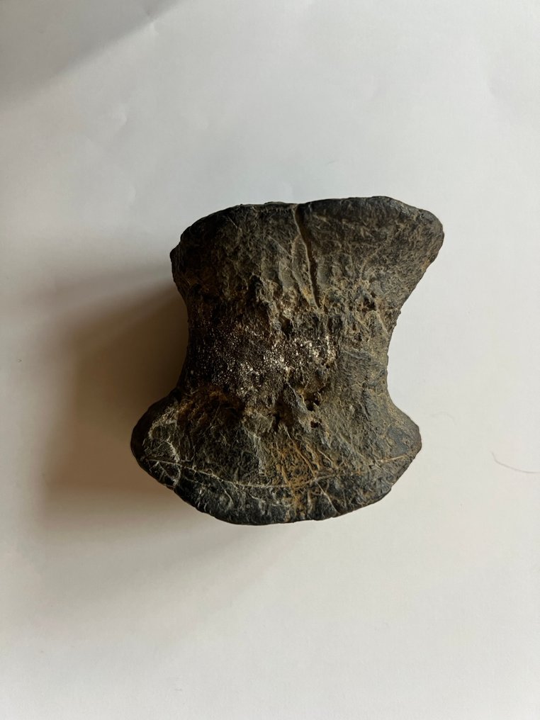 剑龙的指骨 - 骨骼化石 - Stegosaurus - 6.5 cm - 7 cm #1.0