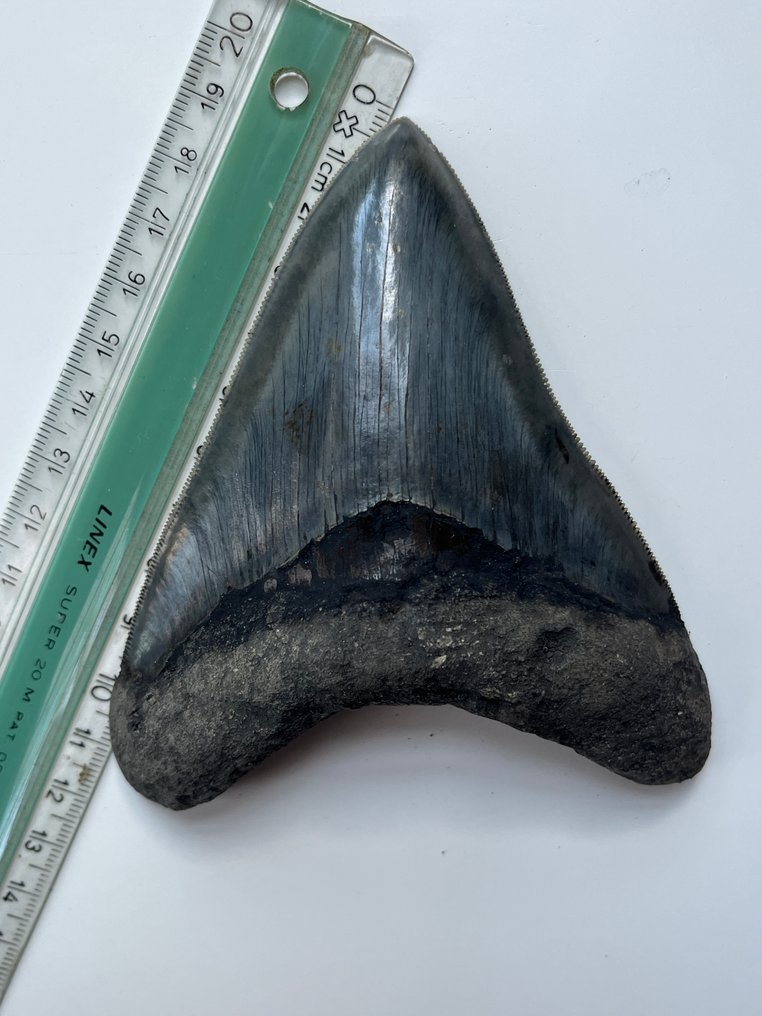 Megalodon fog 11,5 cm - Fosszilis fog - Carcharocles megalodon #3.2