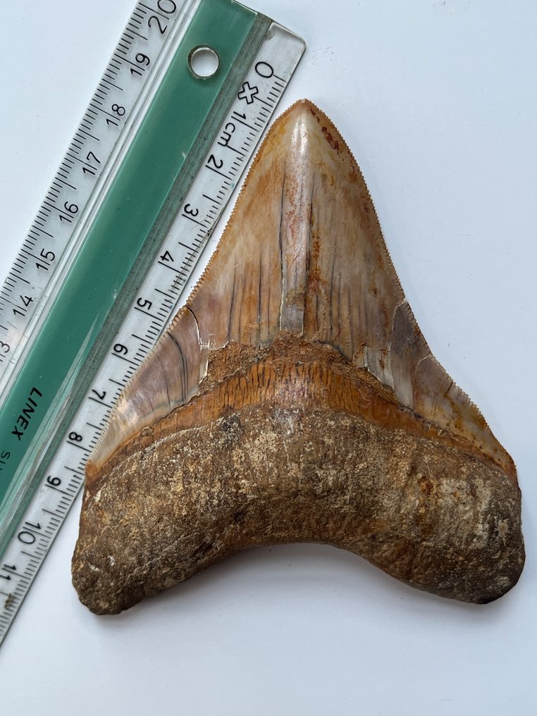 Megalodon tand 11,0 cm - Fossiele tand - Carcharocles megalodon #4.3
