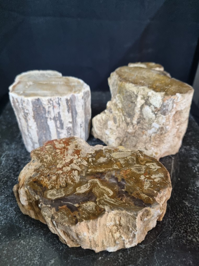 3 HQ 化石木材原木 11.5 - 8 厘米 - 植物化石  (沒有保留價) #1.0