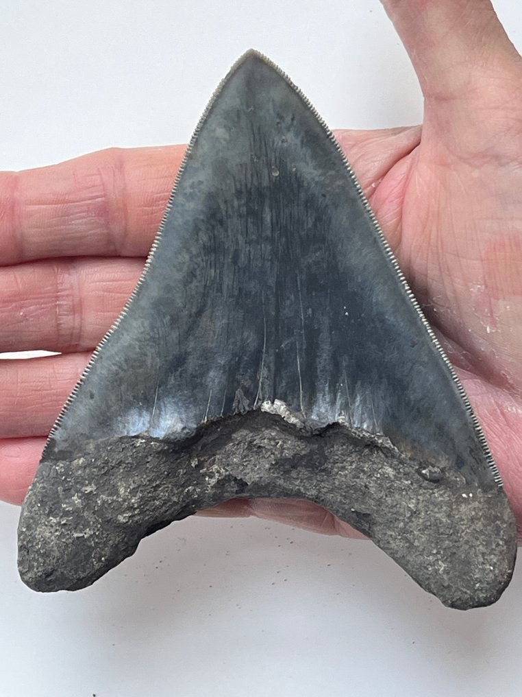 Megalodon fog 11,5 cm - Fosszilis fog - Carcharocles megalodon #1.0