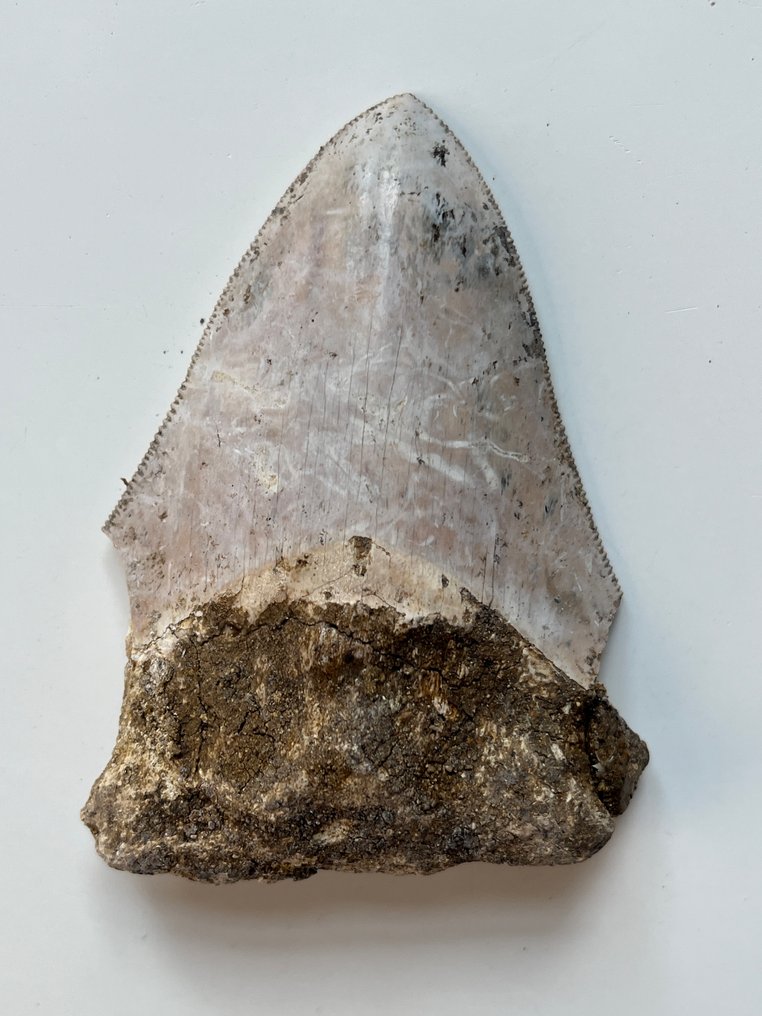 Dente de Megalodon 7,8 cm - Dente fóssil - Carcharocles megalodon  (Sem preço de reserva) #2.1