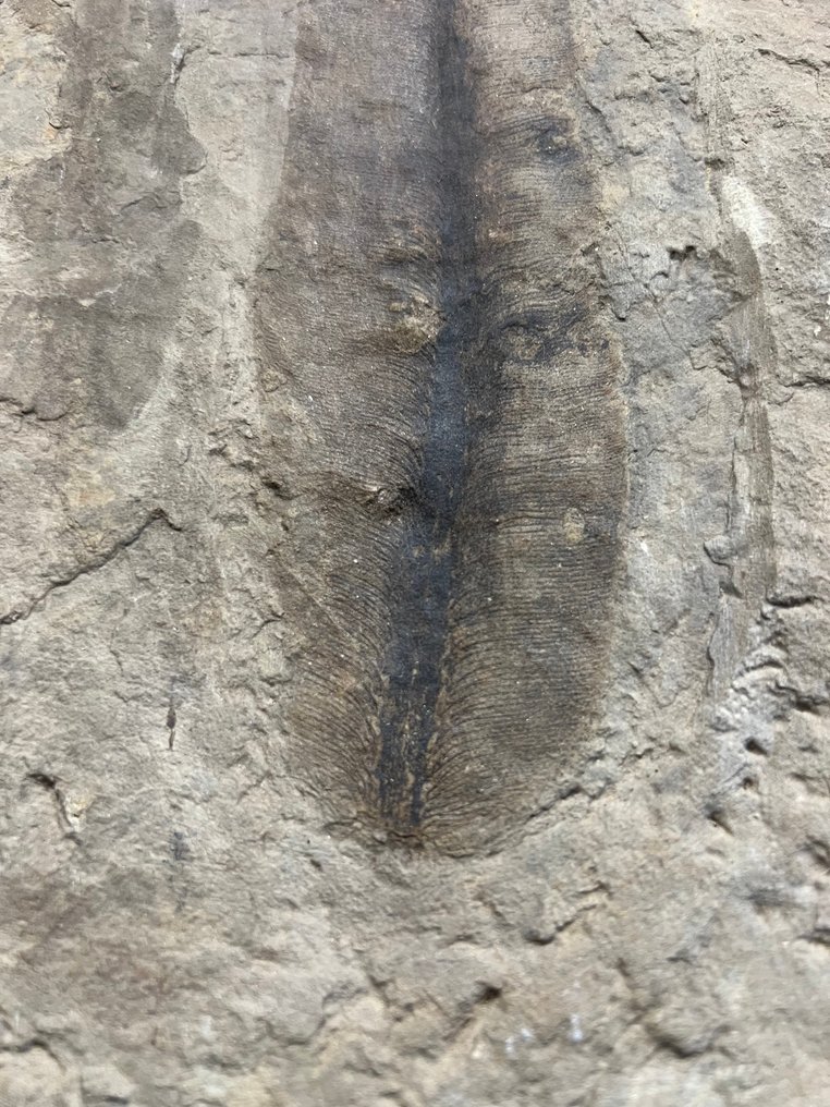 περιπλάσματα απολιθωμάτων - Απολιθωμένο φυτό - Danaeopsis - 26 cm - 40 cm  (χωρίς τιμή ασφαλείας) #2.1