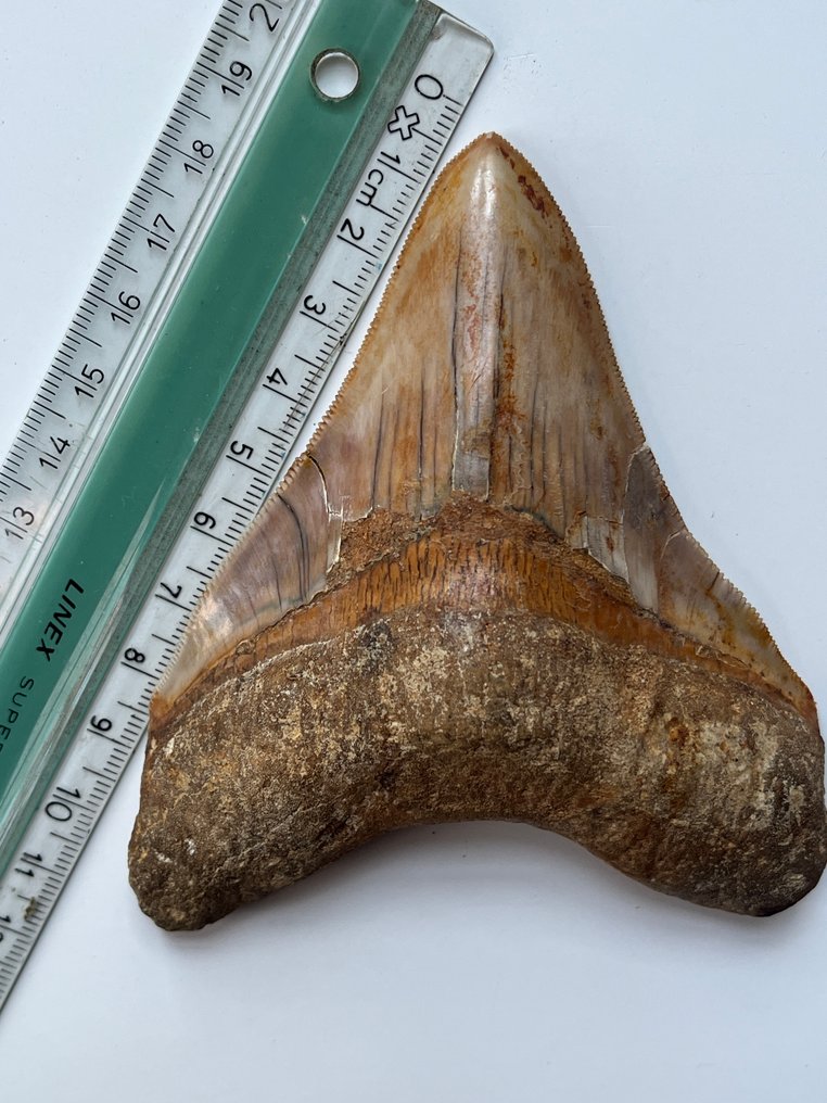 Megalodon tand 11,0 cm - Fossiele tand - Carcharocles megalodon #3.2