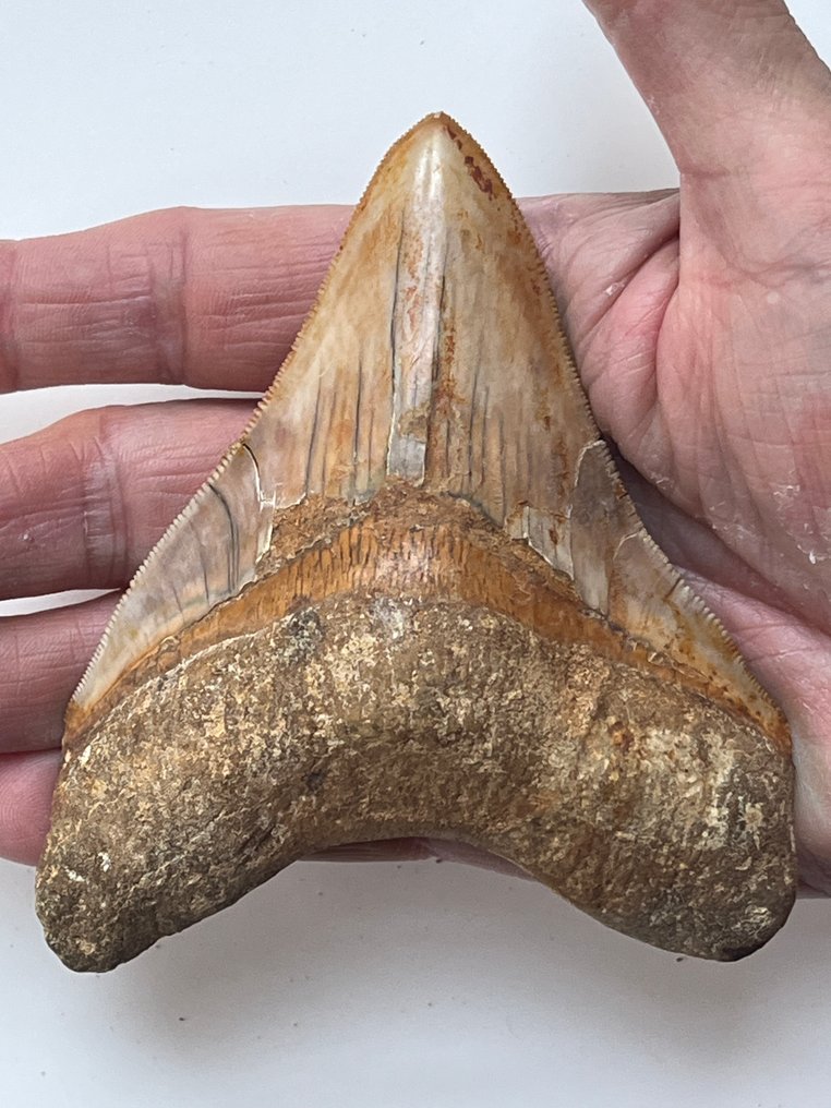 Megalodon tand 11,0 cm - Fossiele tand - Carcharocles megalodon #1.0