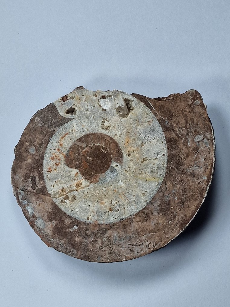 Ammonite - Απολιθωμένο κέλυφος - Aioloceras (Cleoniceras) sp. - 13.5 cm  (χωρίς τιμή ασφαλείας) #1.0