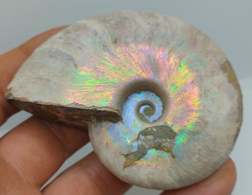 Top-Farben - Irideszenter Ammonit Cleoniceras Besairei, doppelseitig- 119 g #4.3