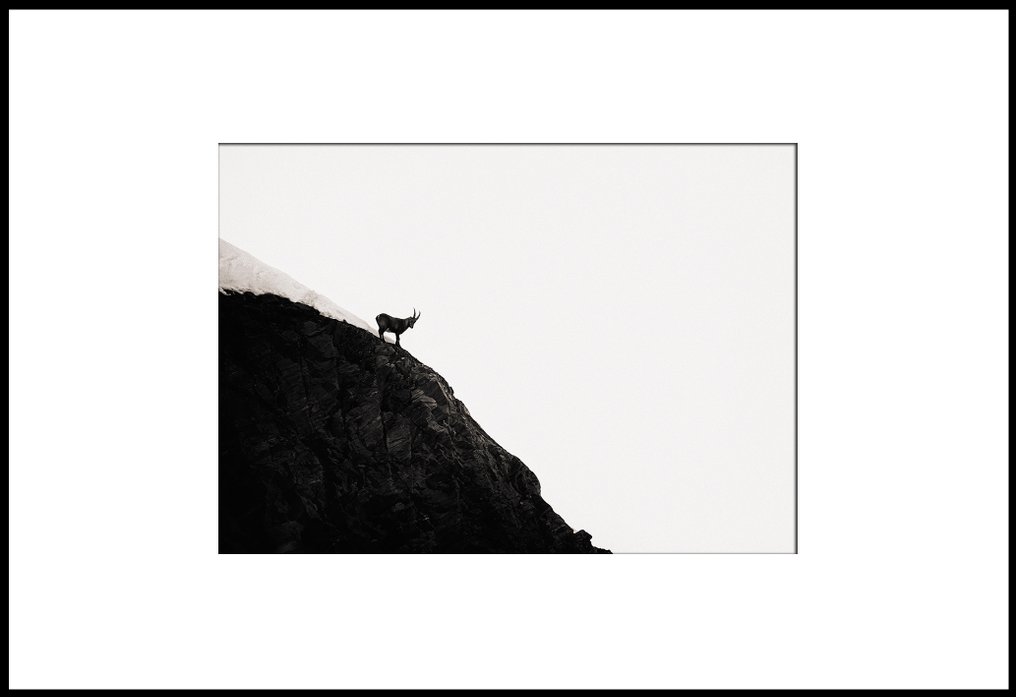 Roberto Cavalli (1971) - Into the wild #611 #4.3