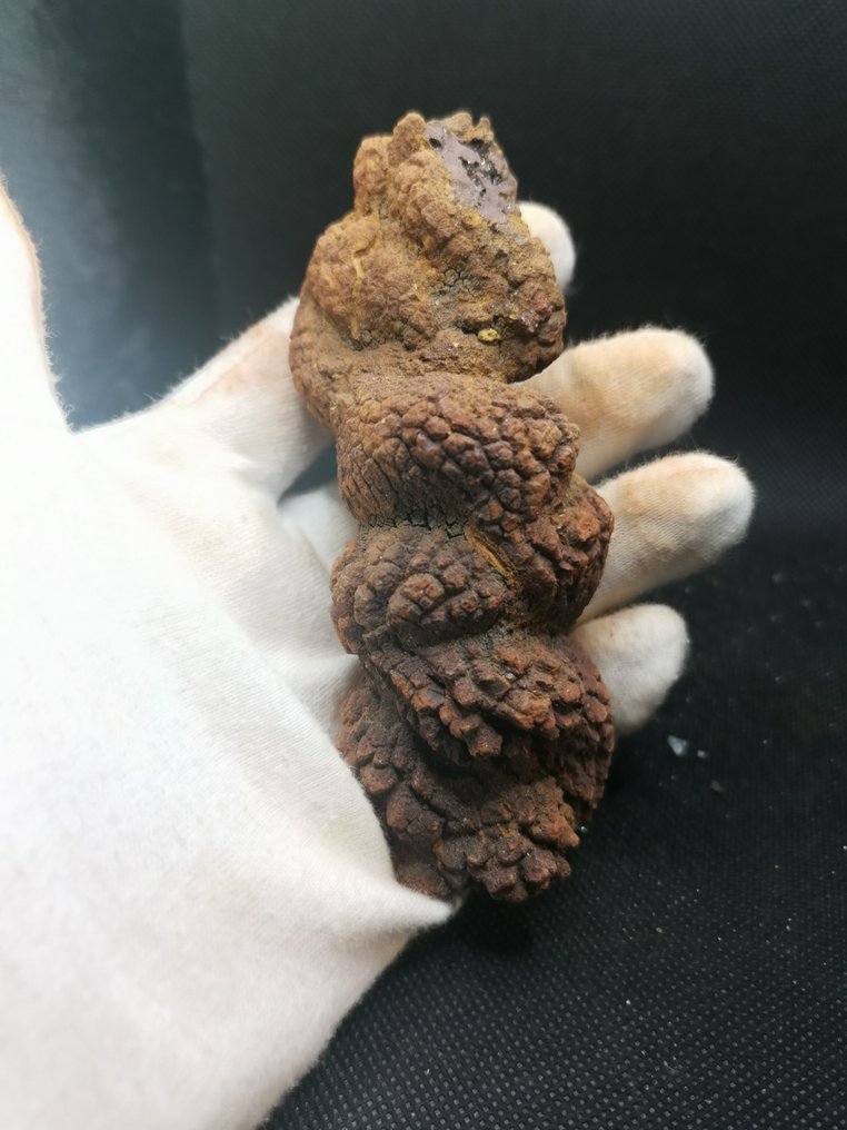 226 g XL 11,40 x 4,50 cm Fossiler Kot Coprolite fra Dinosaurier eller Wirbeltier Madagaskar - Fossilt fragment - Koprolith fossile Ausscheidung  (Ingen mindstepris) #4.3