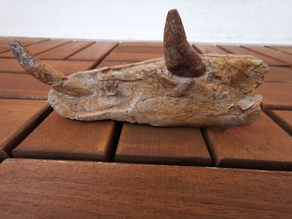 Whale - Απολιθωμένο σαγόνι - Basilosaurus - 13 cm (χωρίς τιμή ασφαλείας) #1.0