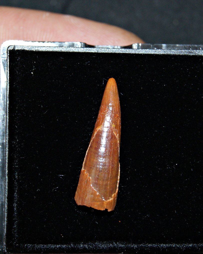 Pterosaurio - Diente fósil - Raro Pterosauria kem kem  (Sin Precio de Reserva) #4.3