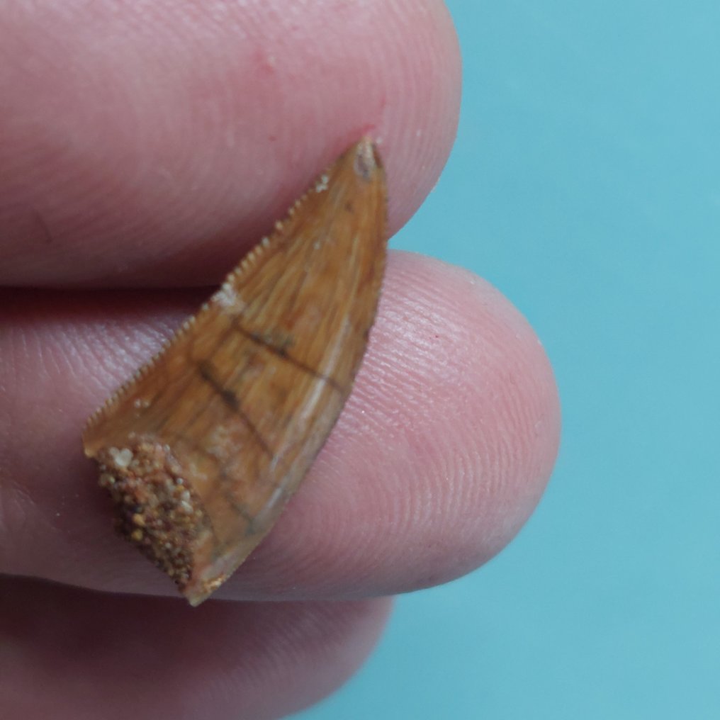 Dinosaur - Fossil tooth - Abelisaurus - 25 mm - 10 mm #2.1