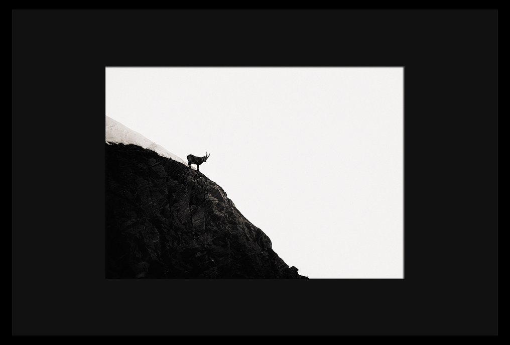 Roberto Cavalli (1971) - Into the wild #611 #3.2