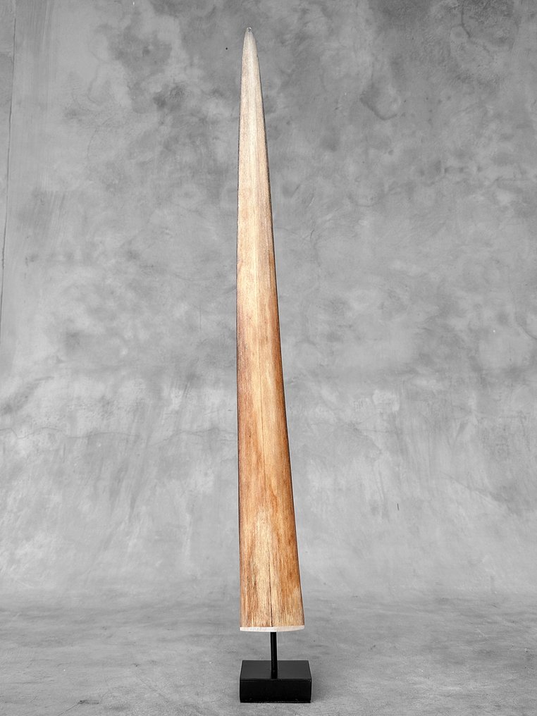 NO RESERVE PRICE - A Large  Swordfish Rostrum mounted on custom pedestal - Rostrum on stand - Xiphias Gladius - 73 cm - 7 cm - 7 cm- Non-CITES species -  (1) #2.1