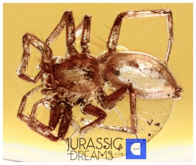 Fint SPIDER Araneae Fossil Inclusion Äkta BALTIC AMBER + HQ-bild - Bärnsten #2.1