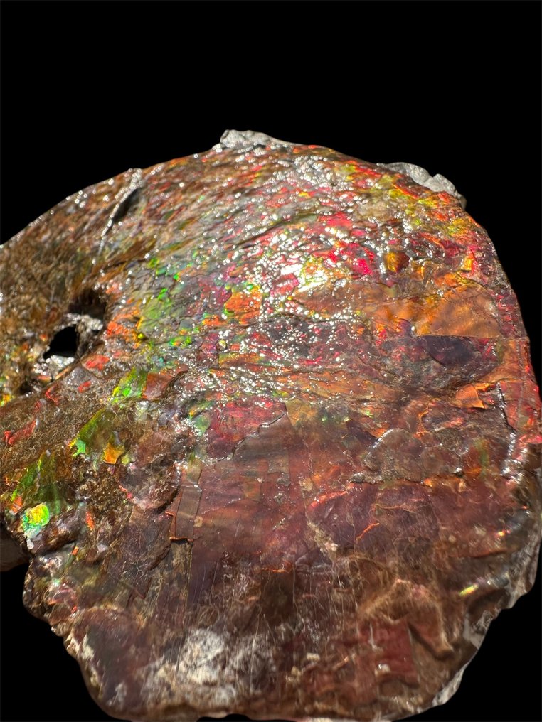 Utrolig ammolite - Fossilt fragment - Placenticeras Mekki - 15 cm - 12 cm #2.1