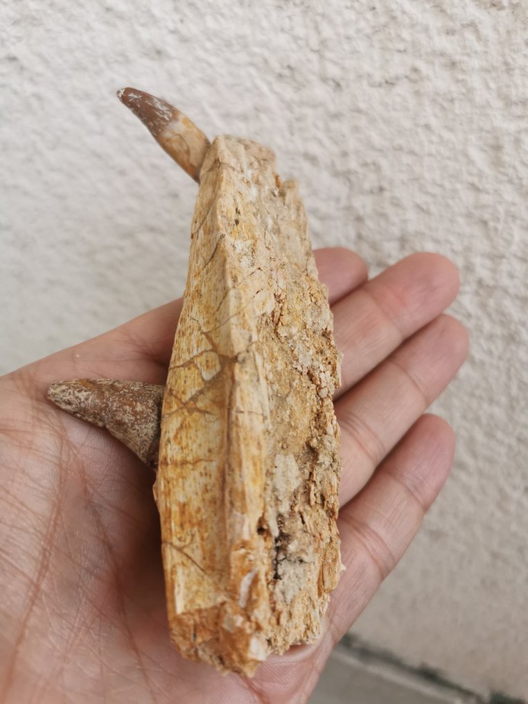 Whale - Απολιθωμένο σαγόνι - Basilosaurus - 13 cm (χωρίς τιμή ασφαλείας) #1.0