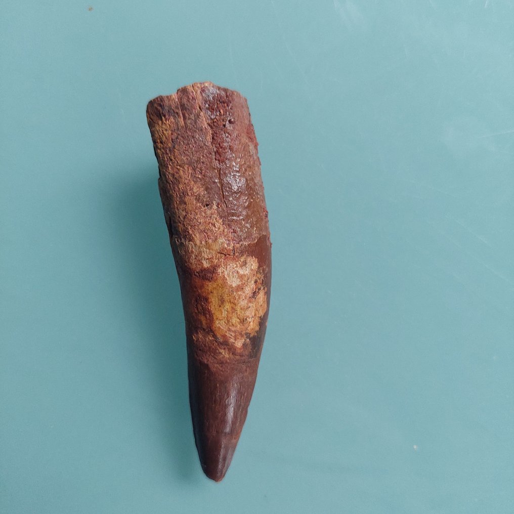 Dinosaur - Fossil tooth - Spinosaurus aegyptiacus - 80 mm - 20 mm  (No Reserve Price) #1.0