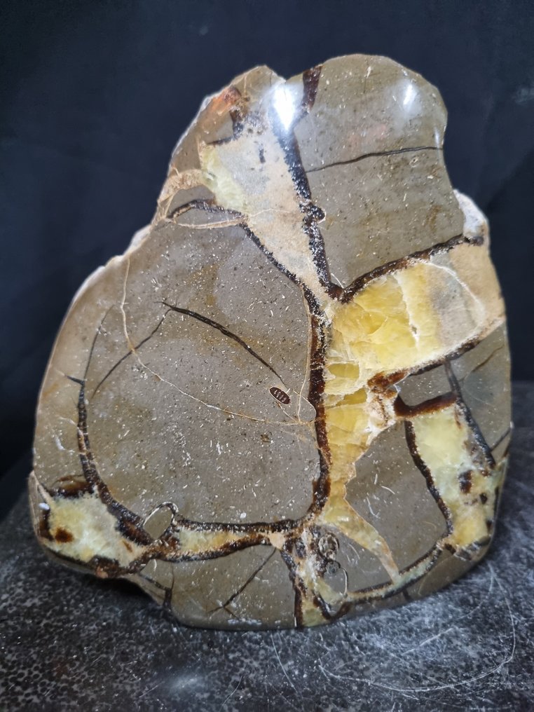 Sculpture of septaria - Fossilised plant - 147 mm - 145 mm (No Reserve Price) #1.0