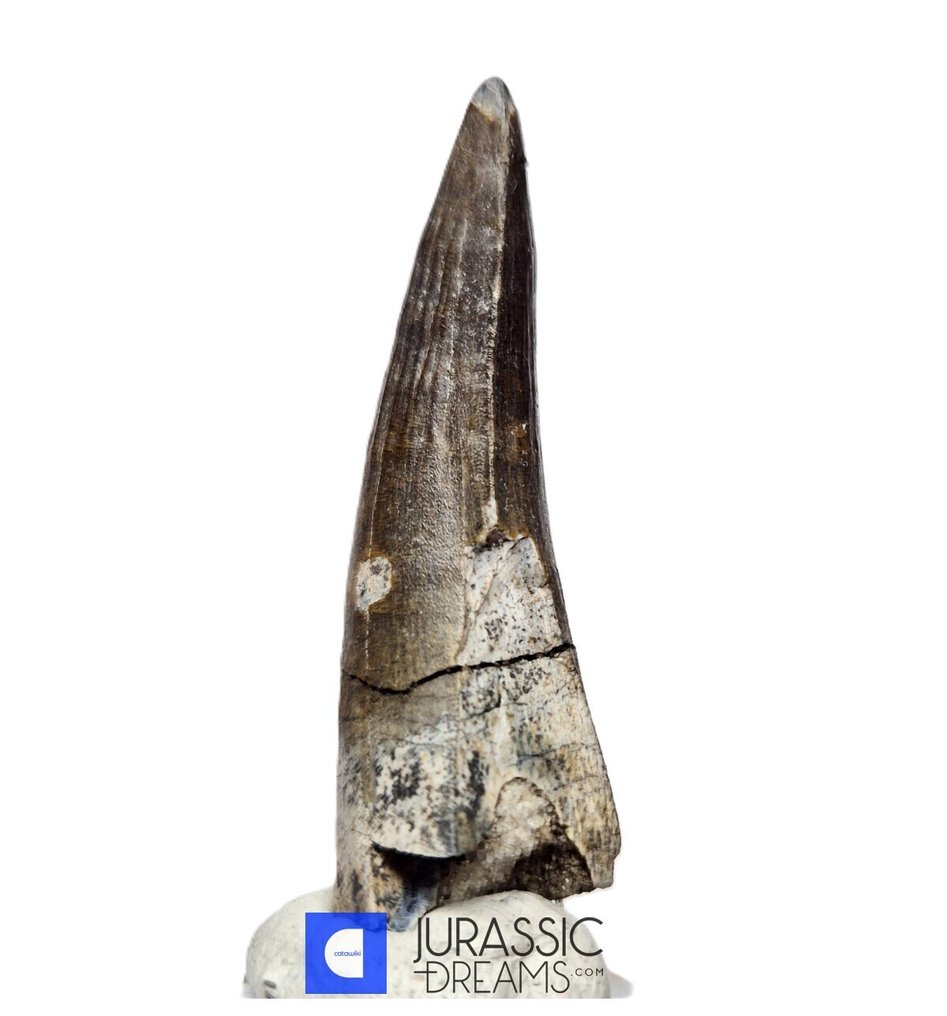 Fossil tooth - Unusual Top Huge Black Suchomimus tenerensis Spinosaurid Dinosaur Tooth #3.2