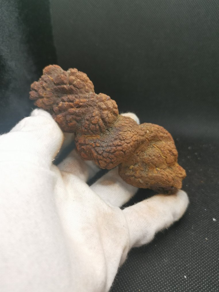 226 g XL 11,40 x 4,50 cm Fossiler Kot Coprolite fra Dinosaurier eller Wirbeltier Madagaskar - Fossilt fragment - Koprolith fossile Ausscheidung  (Ingen mindstepris) #3.2