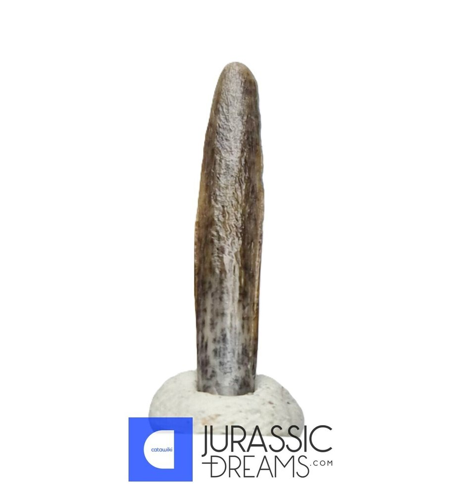 Fossil tand - Exceedingly Rare Top Quality Nigersaurus taqueti Rebbachisaurid Sauropod Dinosaur Tooth #3.2
