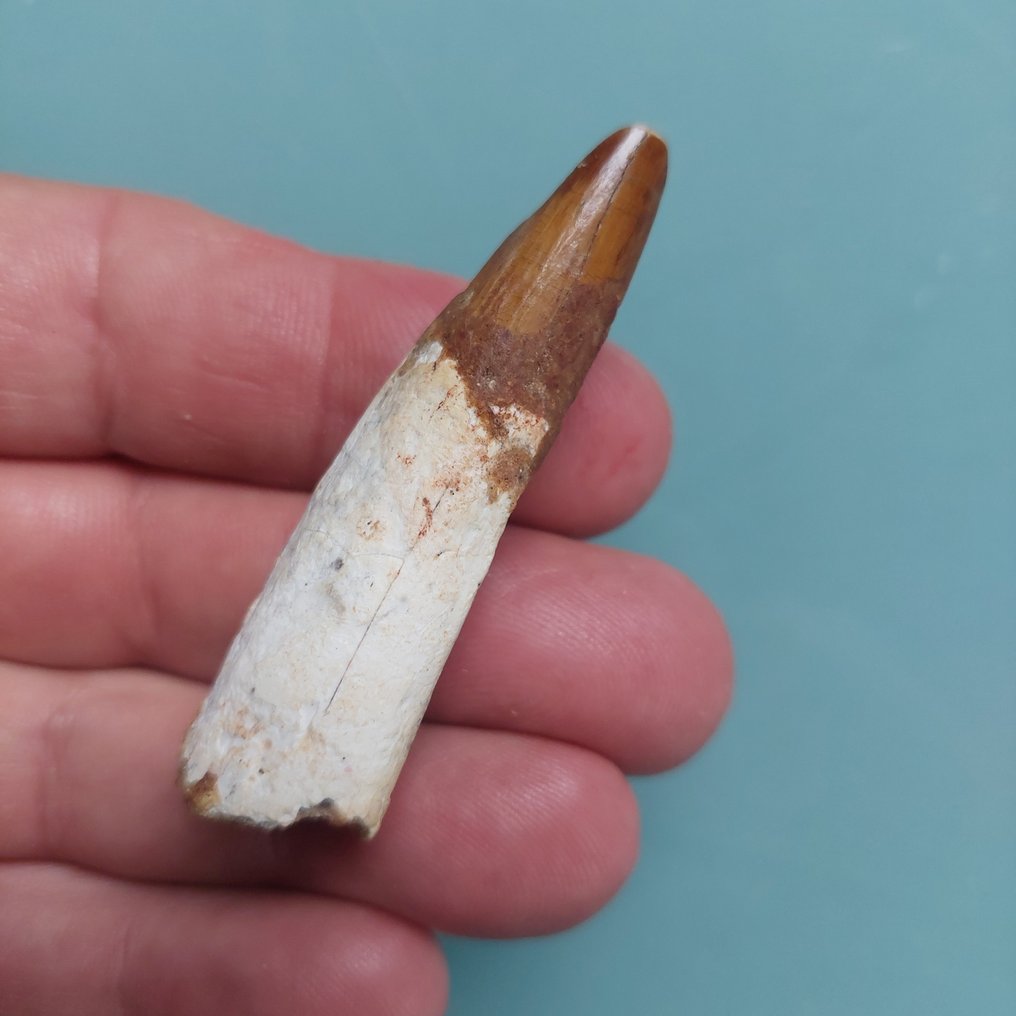 Dinosaur - Fossil tand - Spinosaurus aegyptiacus - 72 mm - 20 mm #1.0